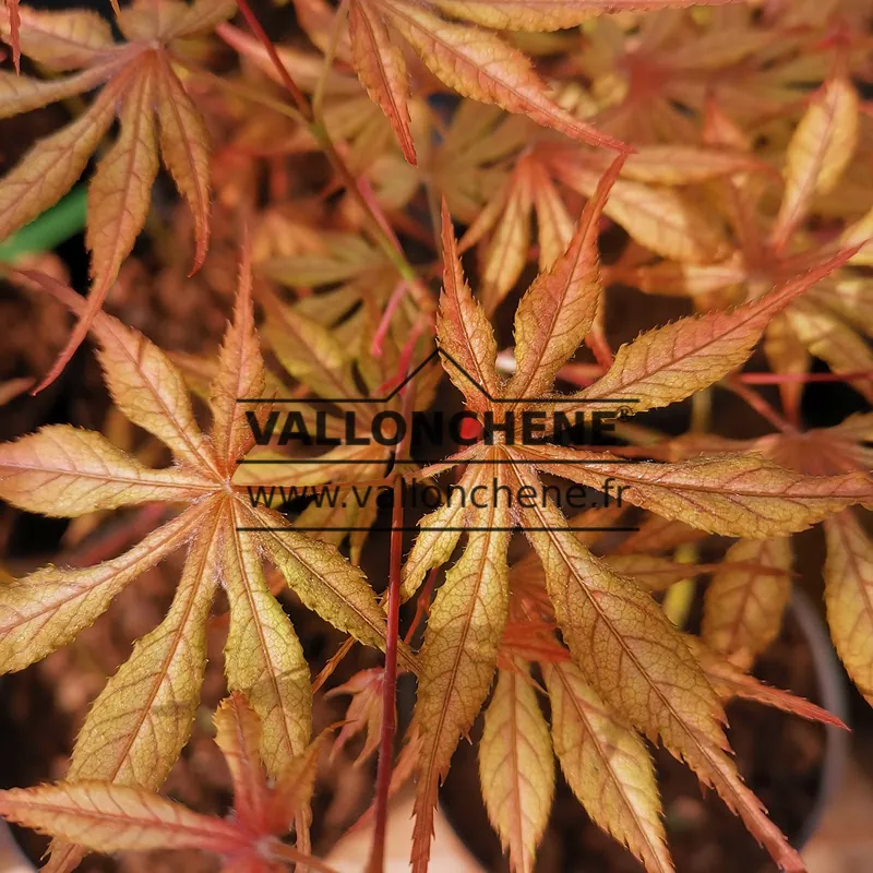 Frühlingslaub von ACER palmatum 'Will's Devine'