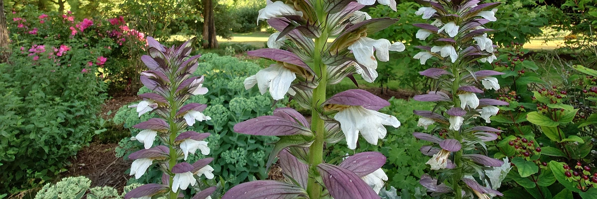 Acanthus dans le jardin de Vallonchêne