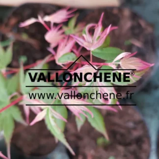 Variegated foliage of ACER palmatum 'Waka Momiji Variegated' in pink, white and green