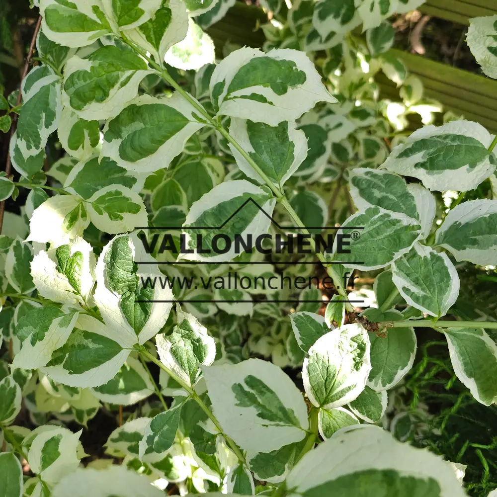 Green leaves with white edges of PHILADELPHUS coronarius 'Variegatus'
