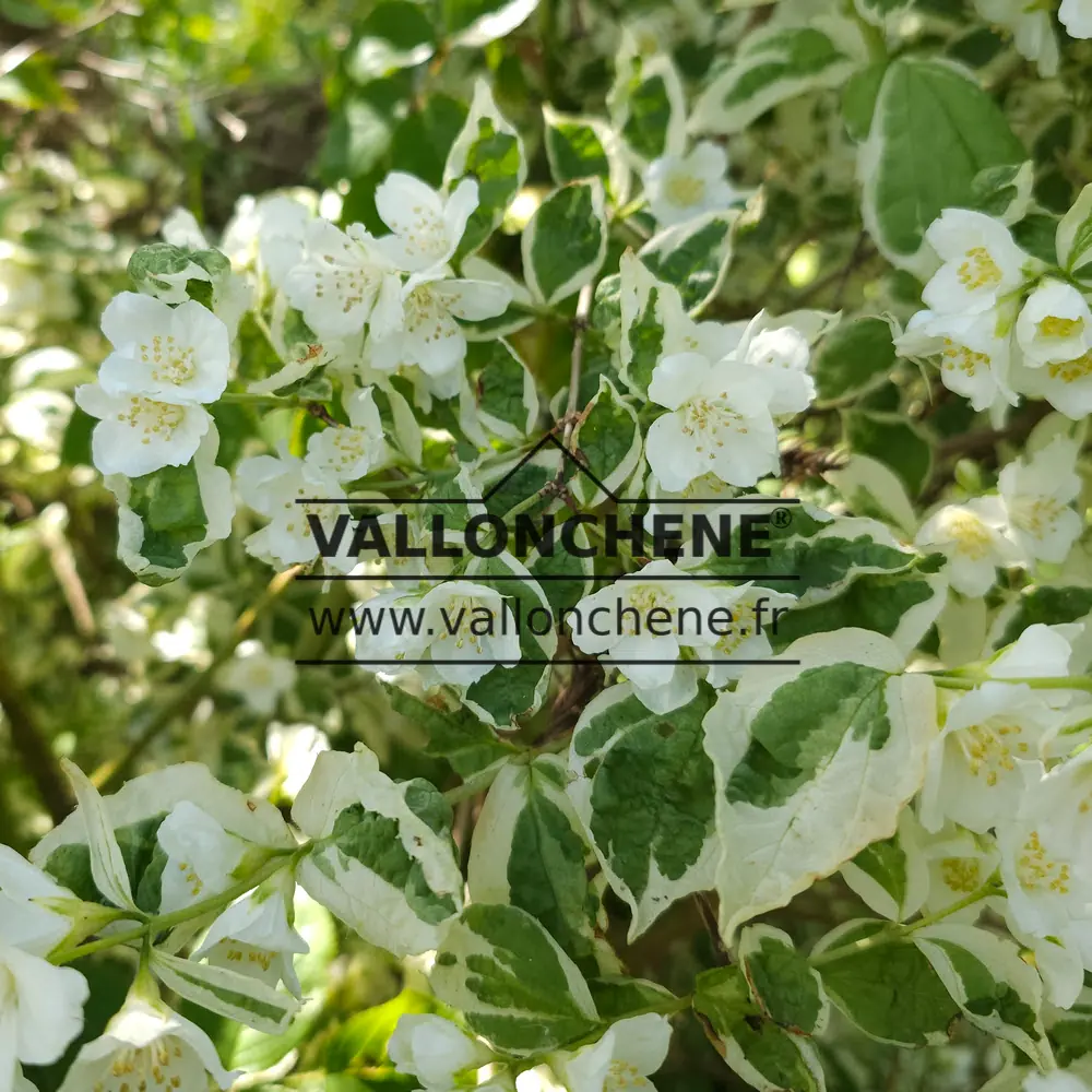 White and green leaves with scented white flowers of PHILADELPHUS coronarius 'Variegatus'