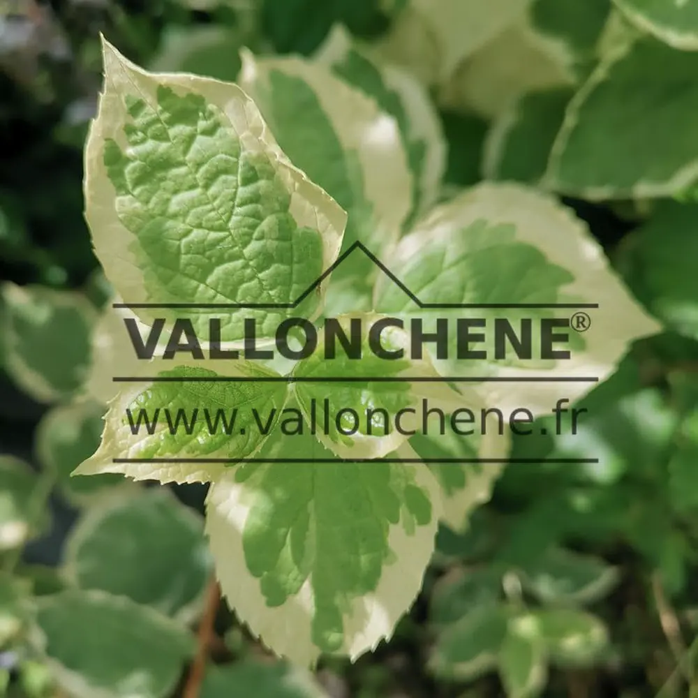 Green leaves with white edges of PHILADELPHUS coronarius 'Variegatus'