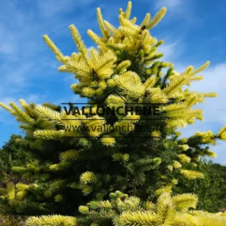 Eine wunderschöne PICEA pungens 'Maigold' mit ihren gelben Trieben im Mai