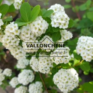 Fleurs blanches et feuillage vert de la SPIRAEA betulifolia ‘Tor’