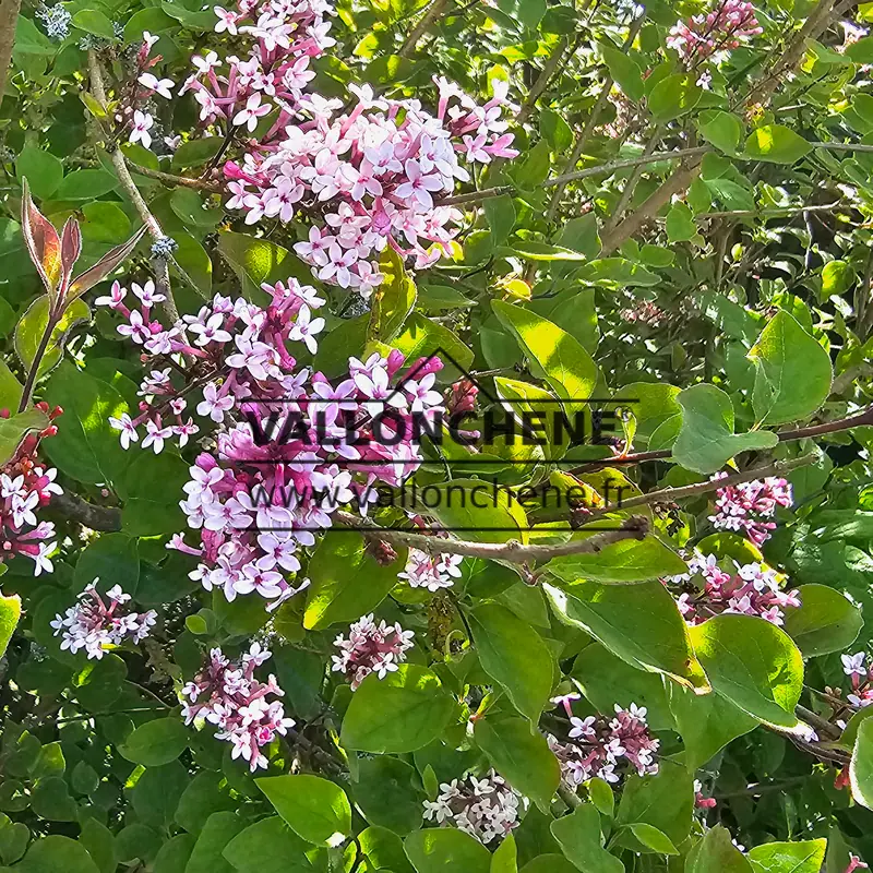 Fleurs roses et lila du SYRINGA microphylla 'Superba'