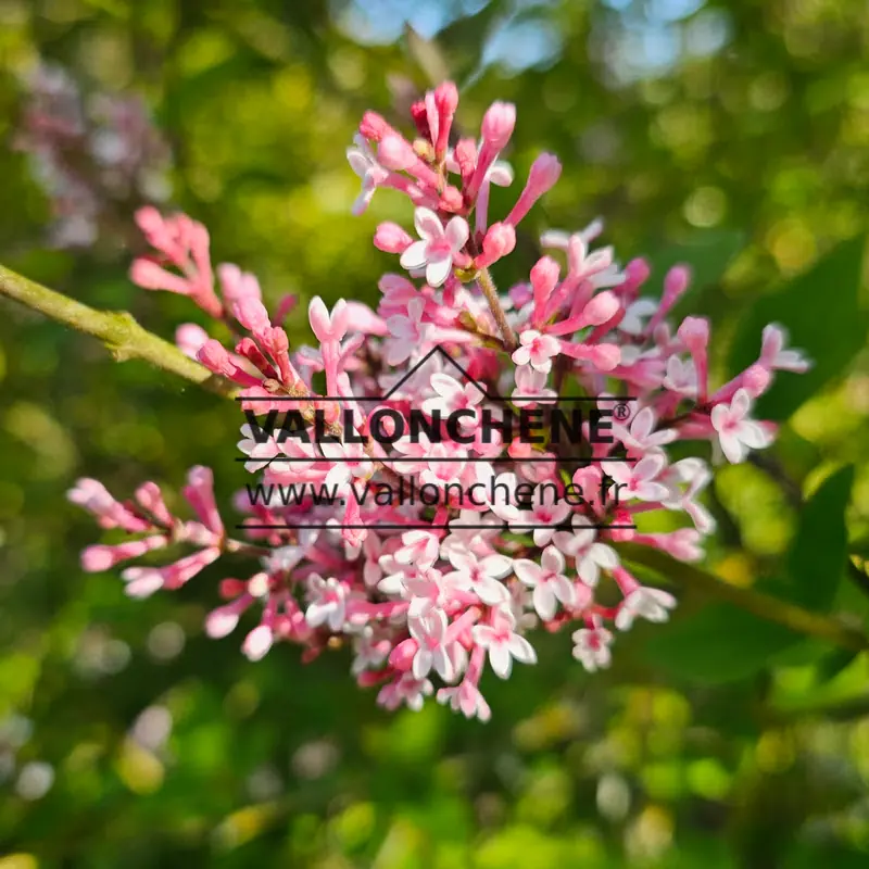 Fleurs roses du SYRINGA microphylla 'Superba' dans le soleil