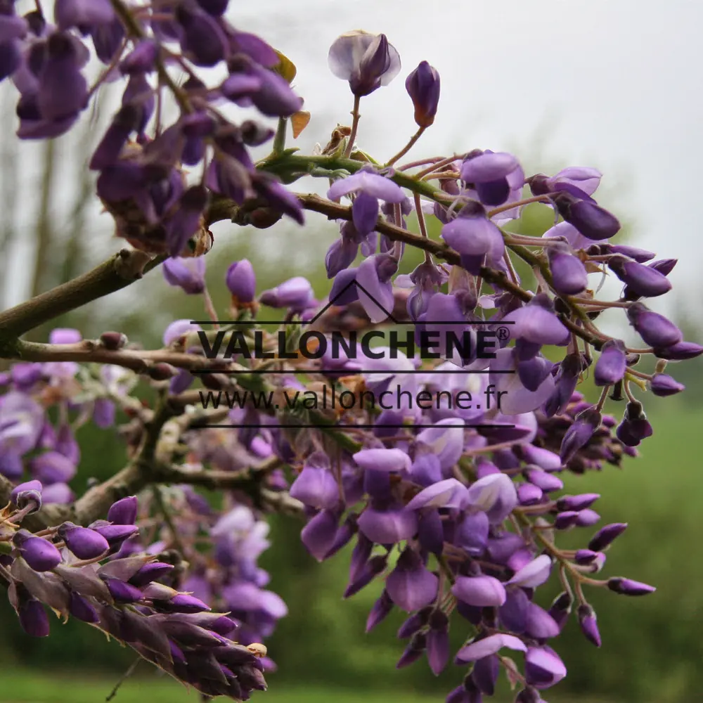 Purple flowers of WISTERIA brachybotrys 'Okayama'