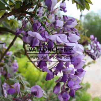 Purple flowers of WISTERIA brachybotrys 'Okayama'