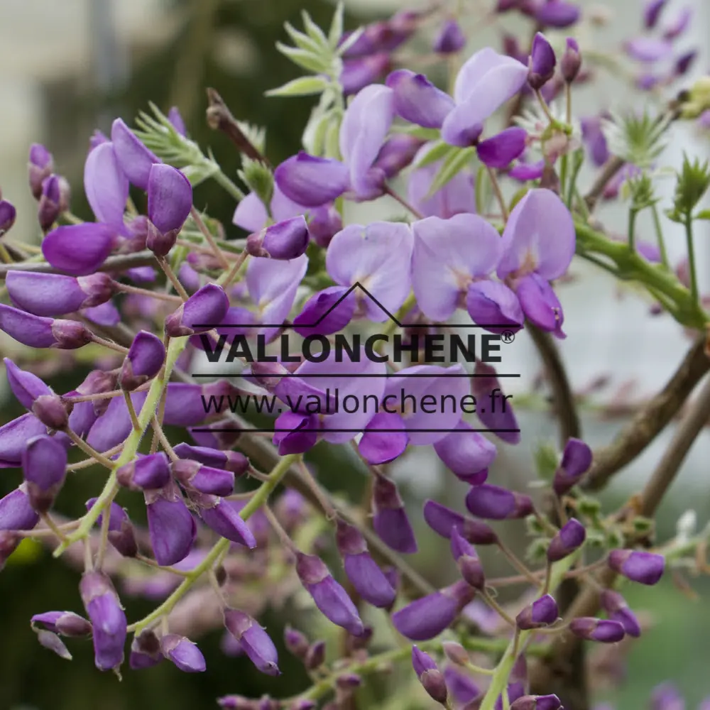 Purple flowers of WISTERIA brachybotrys 'Okayama'