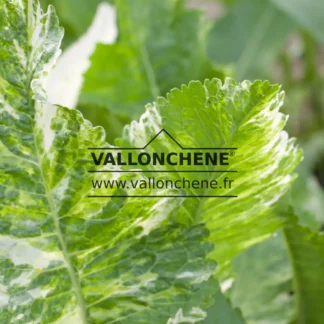 Feuillage panaché de tons verts et de blanc de l'ARMORACIA rusticana 'Variegata' au printemps