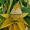 Yellow flower of MUSELLA lasiocarpa which can last several years ! Yellow flower of MUSELLA lasiocarpa which can last several years !