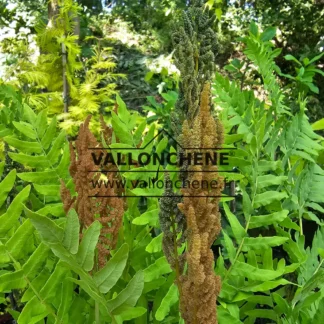 Foliage in spring of OSMUNDA regalis with male and female flowers