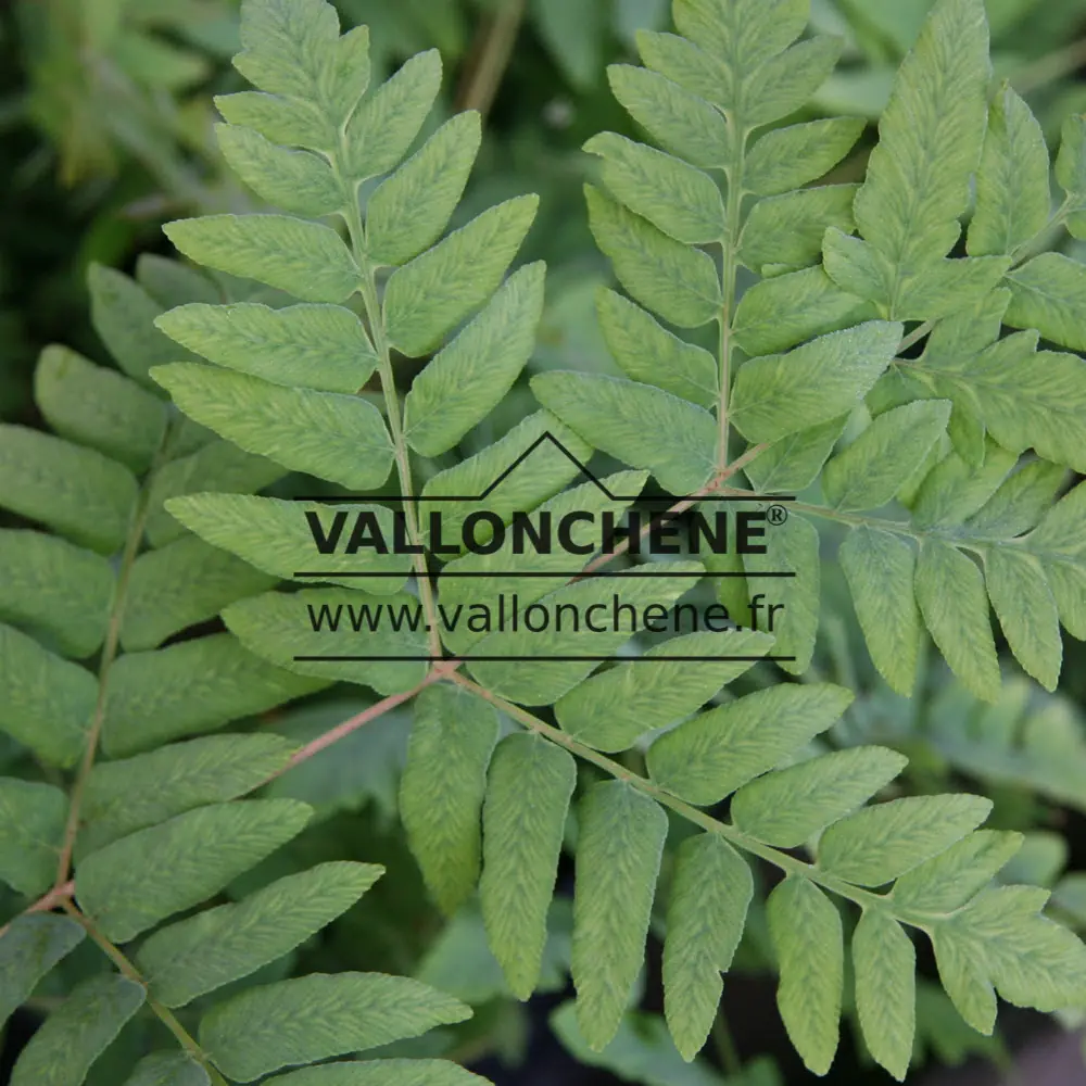 Autumn foliage of OSMUNDA regalis