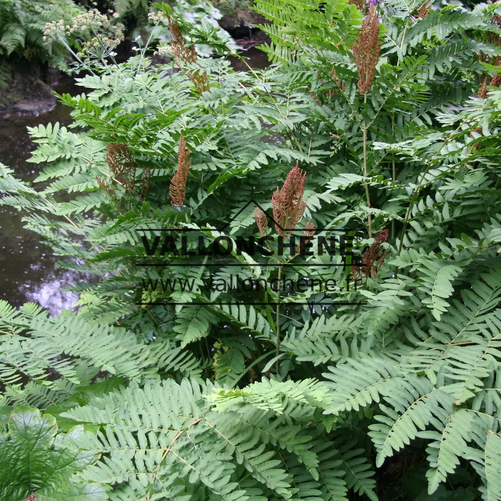 OSMUNDA regalis am Mount Usher in Irland