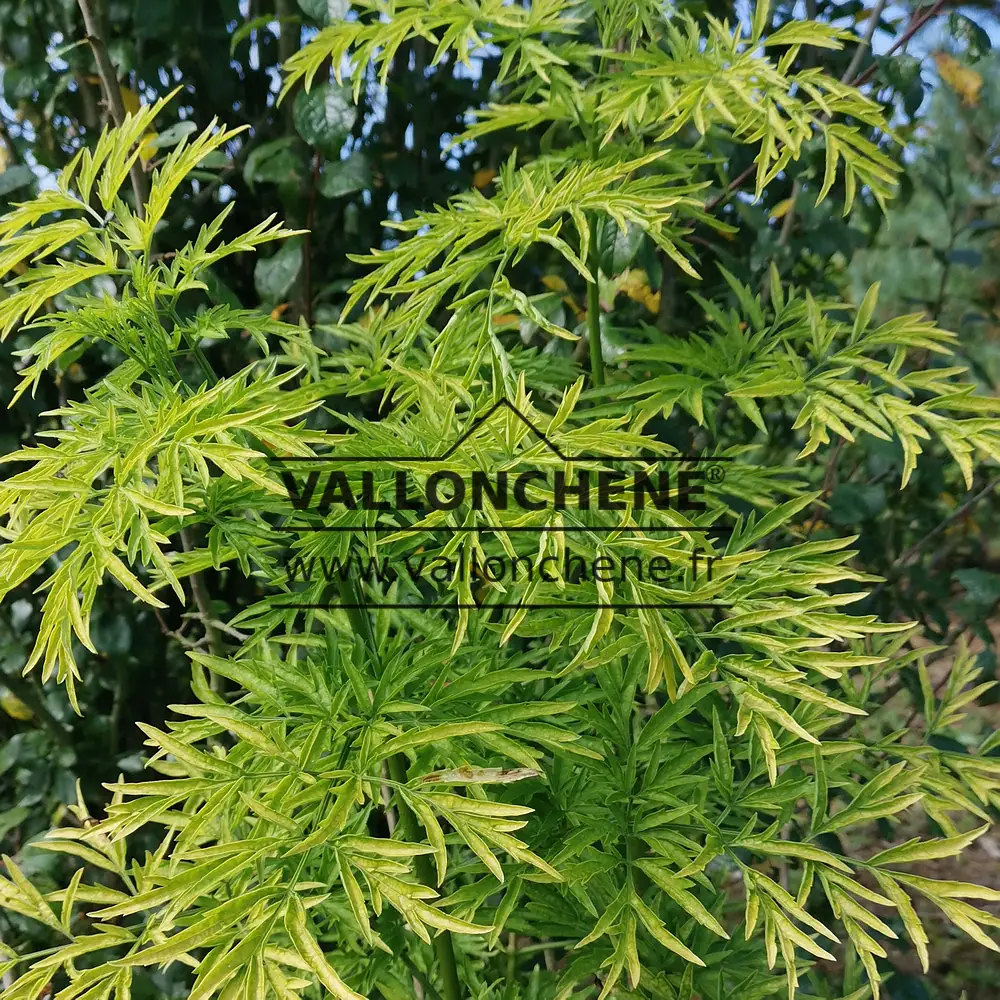 Very laciniated yellow foliage of SAMBUCUS racemosa 'Golden Tower'