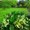 ARMORACIA rusticana 'Variegata' avec son feuillage panaché de vert et de blanc. ARMORACIA rusticana 'Variegata' avec son feuillage panaché de vert et de blanc.