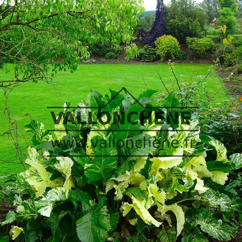 Buntes Laub von ARMORACIA rusticana 'Variegata' im Sommer mit intensiveren Grüntönen.