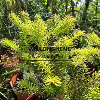 Feuillage jaune de l'ABIES koreana 'Darob's Lemon'