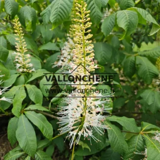 Weiße Blüten von AESCULUS parviflora im Sommer