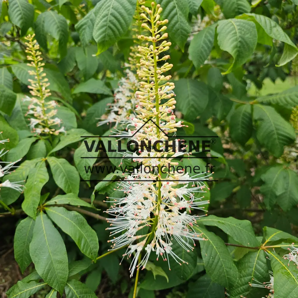 White flowers of AESCULUS parviflora