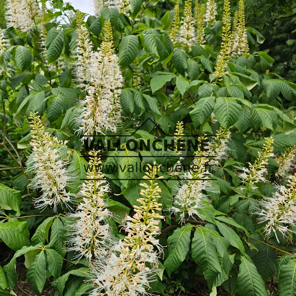 Multiples fleurs blanches d'AESCULUS parviflora et son feuillage vert