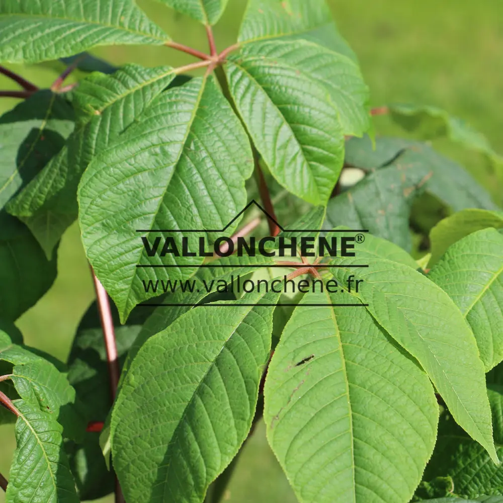 Spring foliage of AESCULUS parviflora