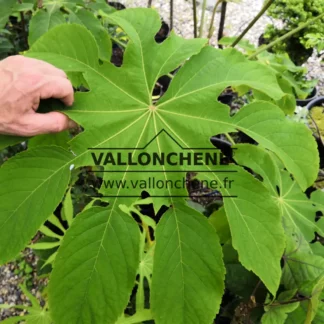 Juvenile foliage of BRASSAIOPSIS mitis compared to a human hand