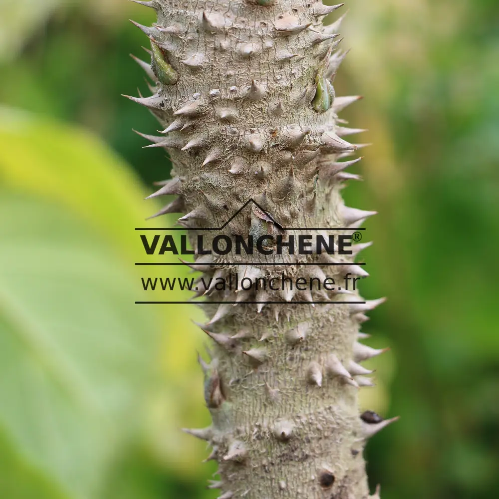 Thorny trunk of a BRASSAIOPSIS mitis