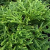 Feuillage vert très dense du CRYPTOMERIA japonica 'Little Champion' Feuillage vert très dense du CRYPTOMERIA japonica ‘Little Champion’