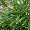 Feuillage vert du CRYPTOMERIA japonica 'Little Champion' Feuillage vert du CRYPTOMERIA japonica ‘Little Champion’