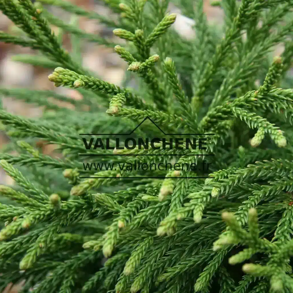 Feuillage vert du CRYPTOMERIA japonica 'Little Champion'