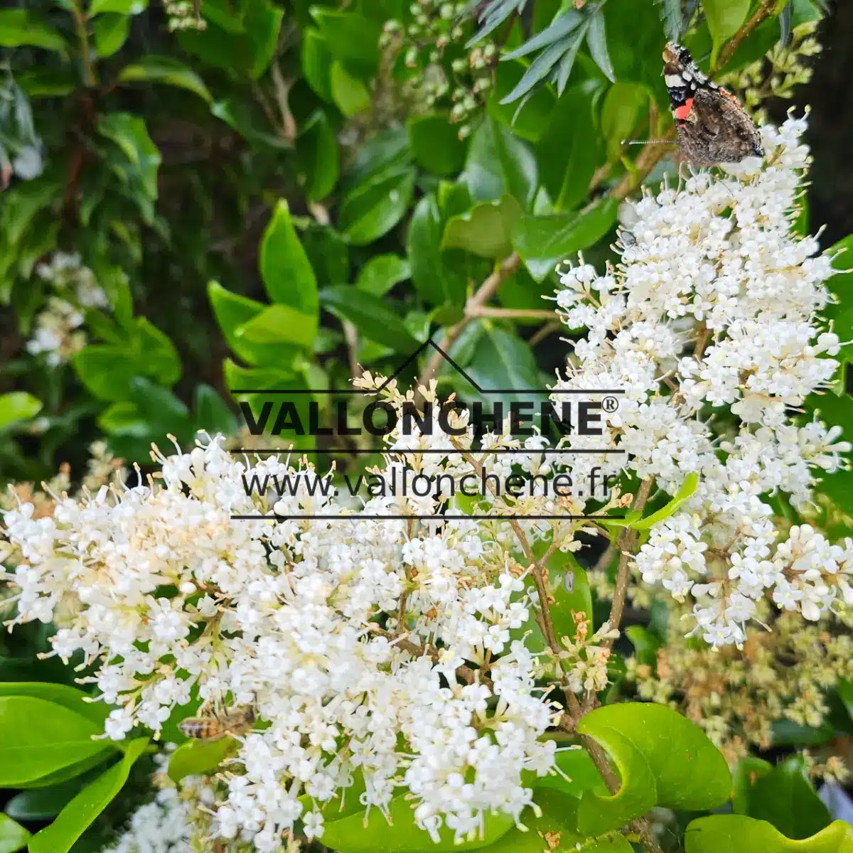 Weiße Blüten von LIGUSTRUM japonicum 'Texanum' mit einem Schmetterling