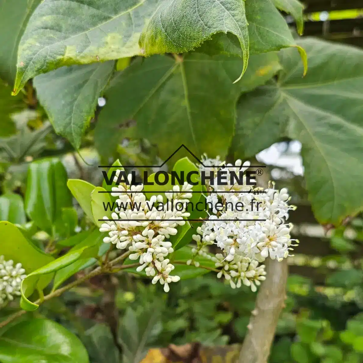 White flower buds of LIGUSTRUM japonicum 'Texanum'