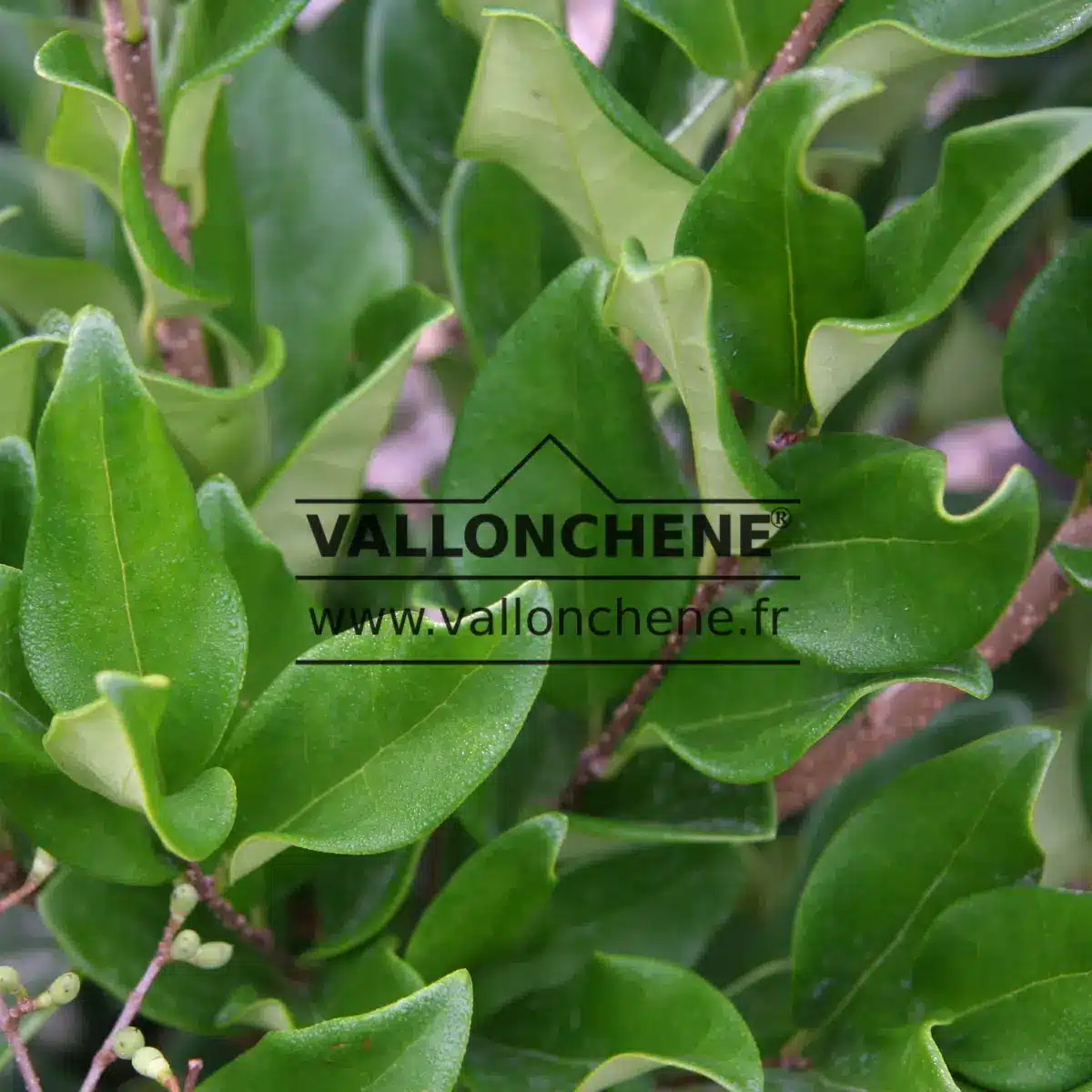 Green wavy foliage of LIGUSTRUM japonicum 'Texanum'