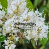 Fleurs blanches avec avec une abeille du LIGUSTRUM japonicum 'Texanum'