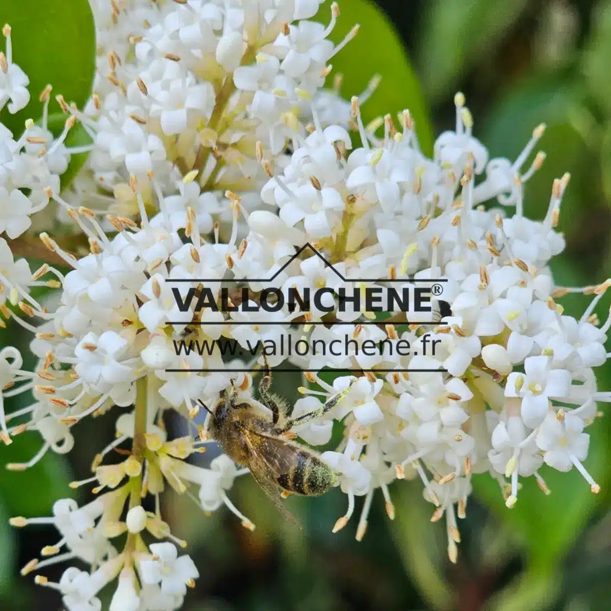 Fleurs blanches avec avec une abeille du LIGUSTRUM japonicum 'Texanum'