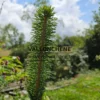 Aiguilles du PICEA abies ‘Cobra’