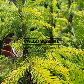 Aiguilles jaunes du PICEA omorika 'Golden Rain'