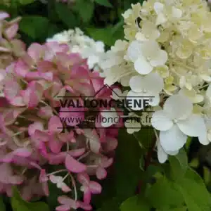 Fleurs blanches et roses de l'HYDRANGEA paniculata 'Hercules' (R)