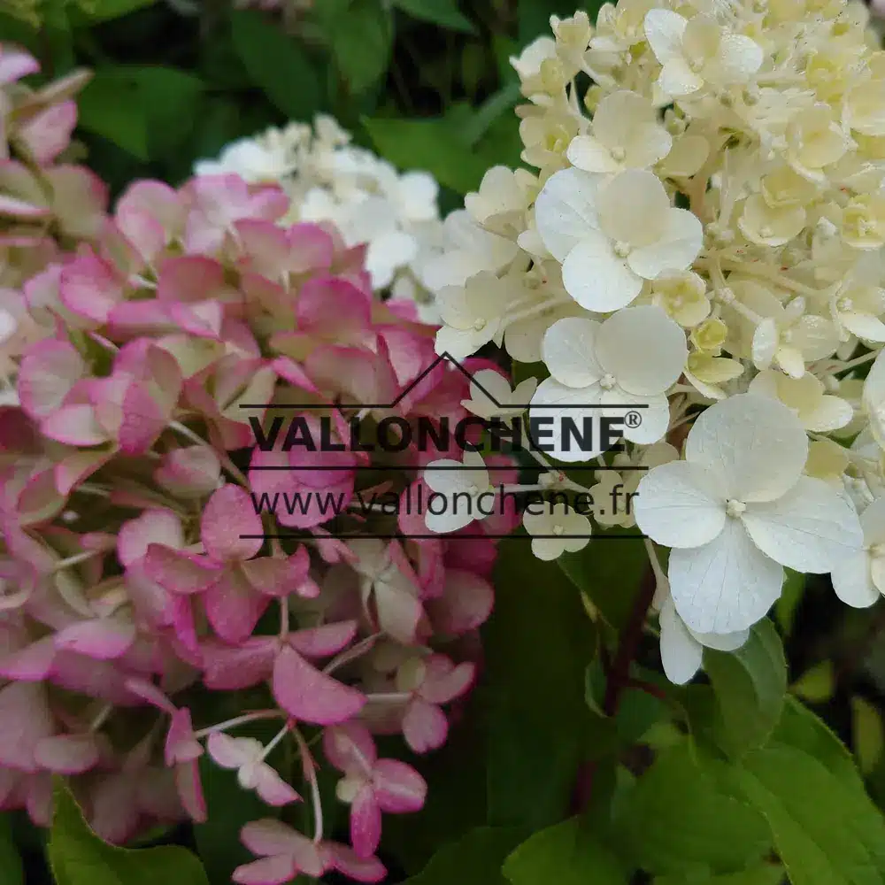 Eine rosafarbene und eine weisse Blüte von l'HYDRANGEA paniculata 'Hercules' (R)