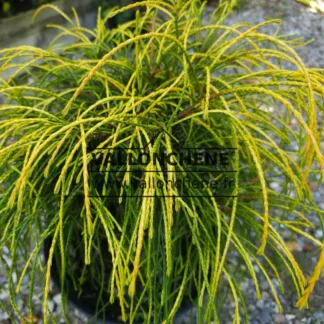 THUJA plicata 'Golden Whipcord' avec son feuillage doré dans un pot de 7,5 litres