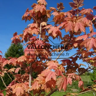 Feuillage printanier rose vif de l'ACER pseudoplatanus 'Simon-Louis Frères'