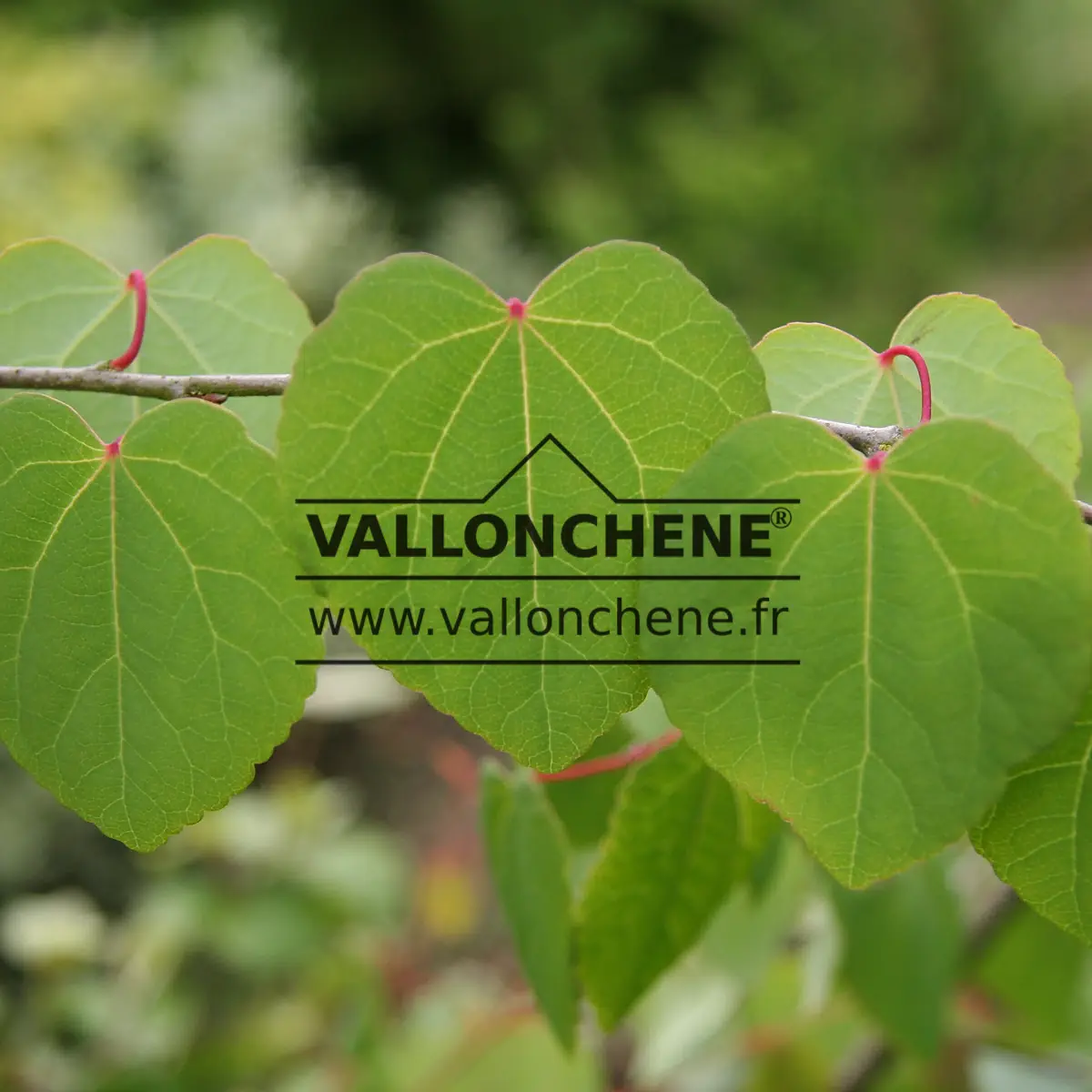 Feuillage vert avec les pétioles rouges du CERCIDIPHYLLUM japonicum