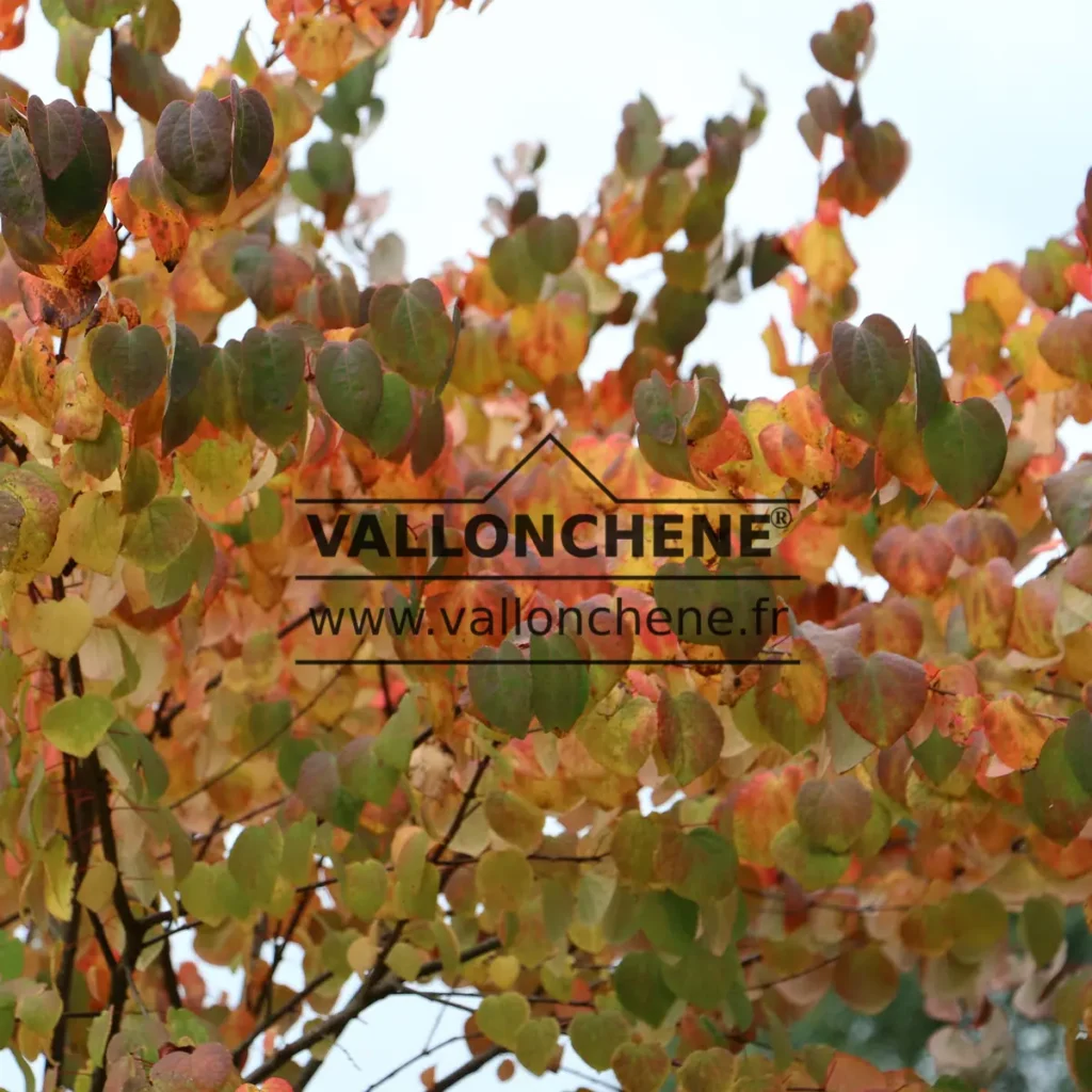 Autumn foliage in yellow, orange and green of CERCIDIPHYLLUM japonicum