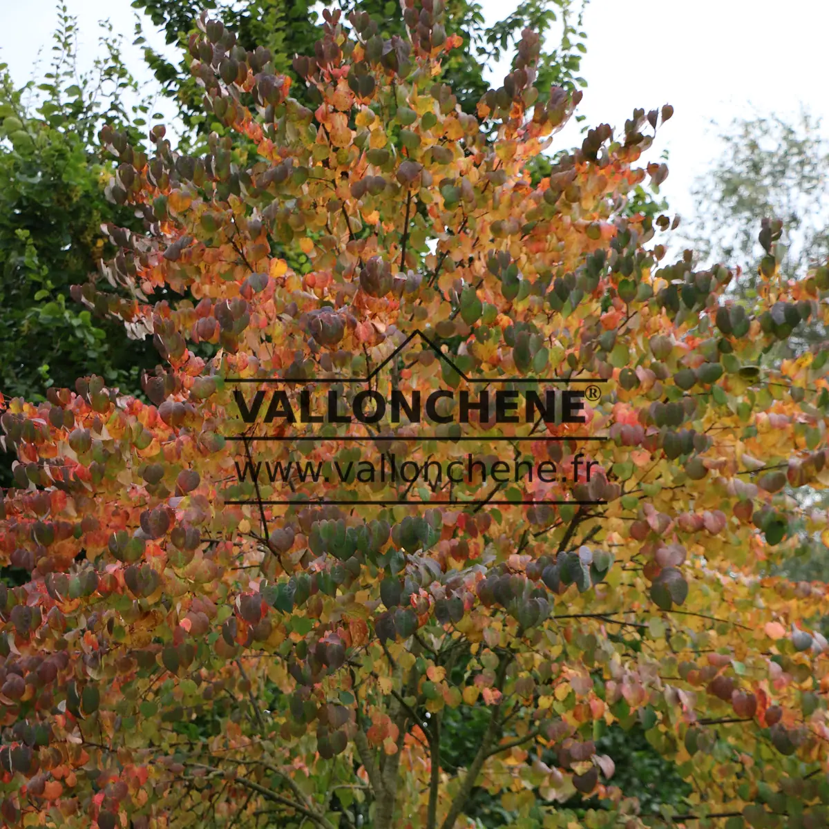 Herbstlaub von CERCIDIPHYLLUM japonicum mit seinen extravaganten Farben