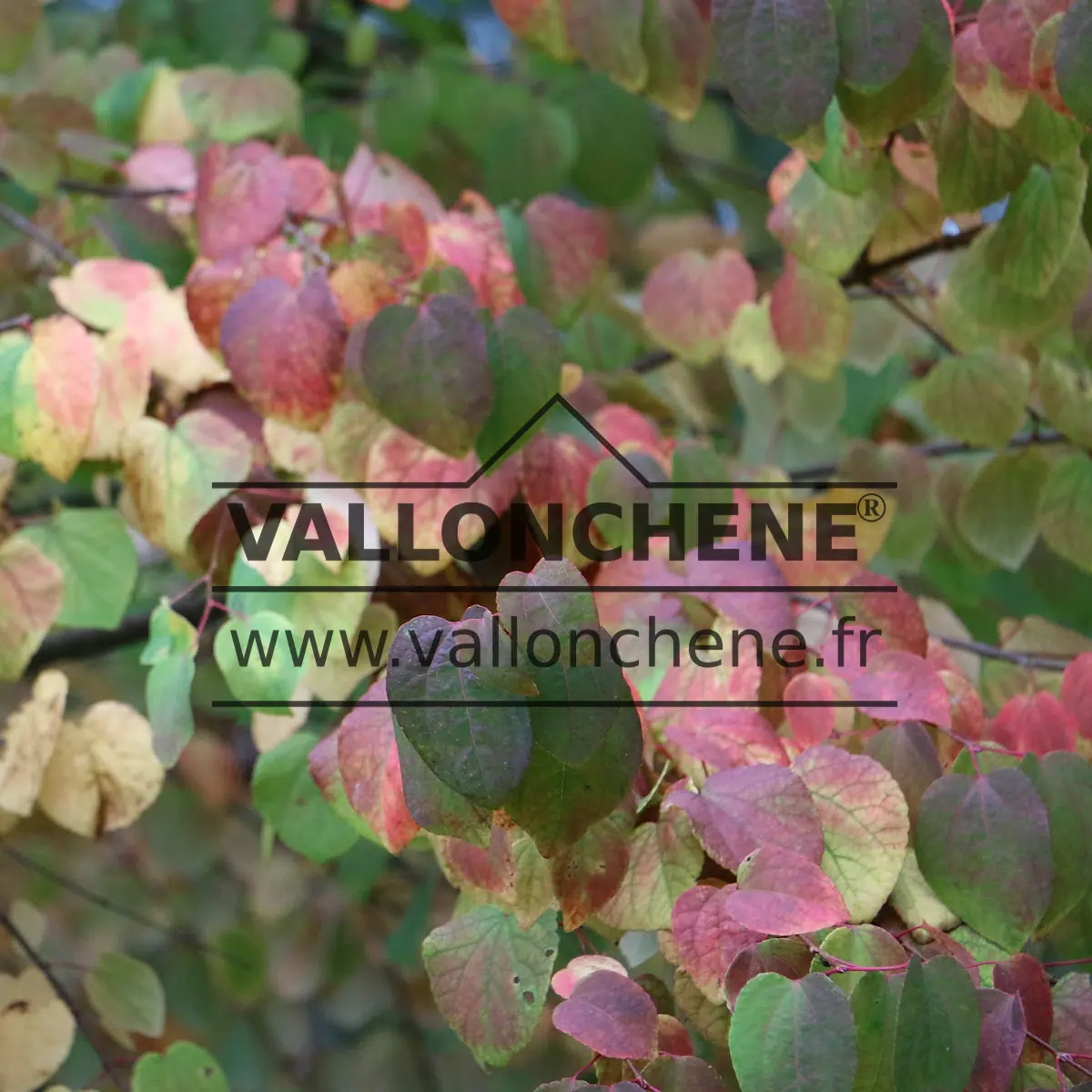 Couleurs automnales qui débutent sur un CERCIDIPHYLLUM japonicum