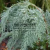 Nahaufnahme des blauen Laubes von CHAMAECYPARIS lawsoniana 'Pembury Blue' Nahaufnahme des blauen Laubes von CHAMAECYPARIS lawsoniana 'Pembury Blue'