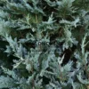 Blaues Laub des CHAMAECYPARIS lawsoniana 'Pembury Blue' Blaues Laub des CHAMAECYPARIS lawsoniana 'Pembury Blue'