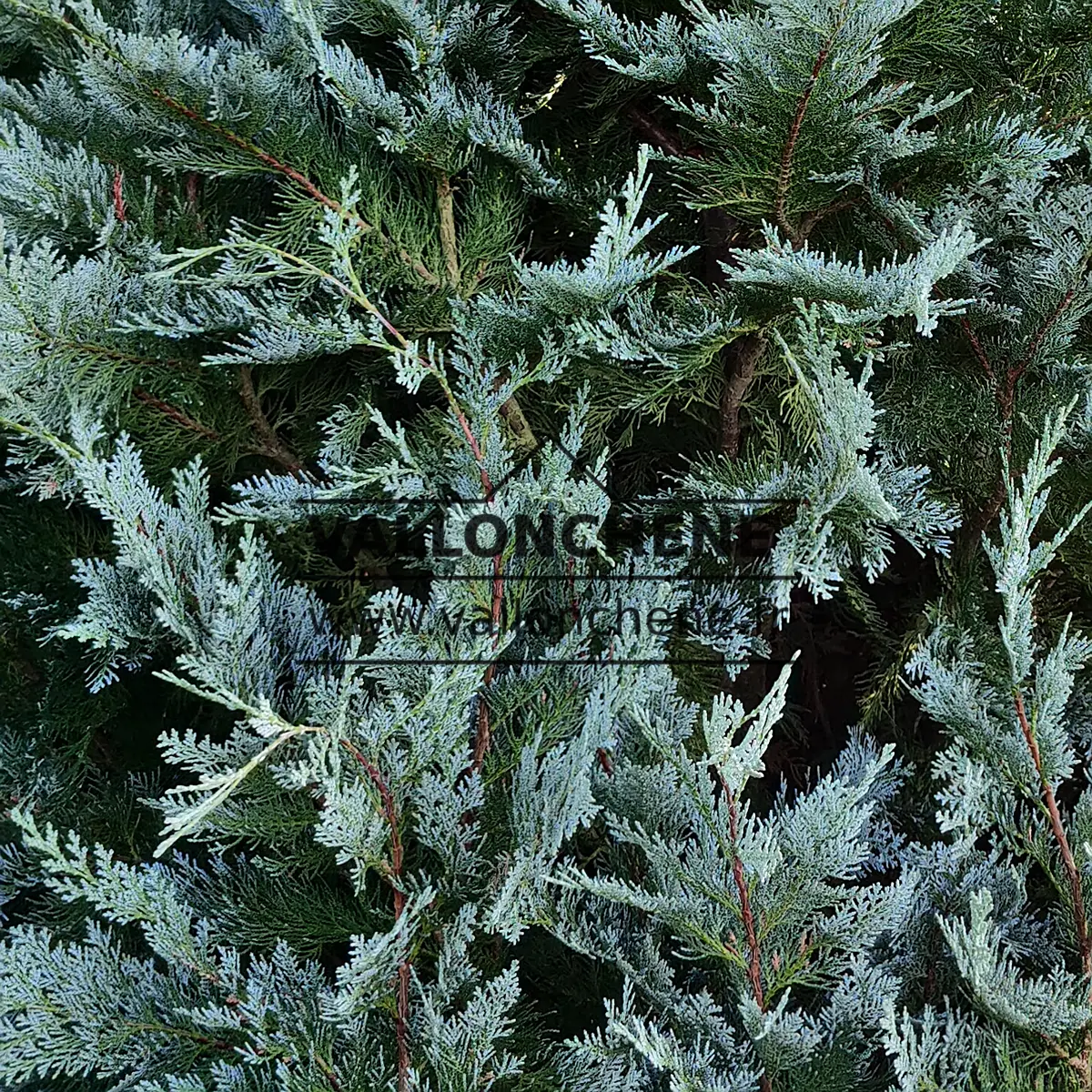 Feuillage bleu du CHAMAECYPARIS lawsoniana 'Pembury Blue'