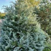 Blick auf einen etwa fünfzehn Jahre alten CHAMAECYPARIS lawsoniana 'Pembury Blue' im Hochsommer mit seinem blauen Laub. Blick auf einen etwa fünfzehn Jahre alten CHAMAECYPARIS lawsoniana 'Pembury Blue' im Hochsommer mit seinem blauen Laub.